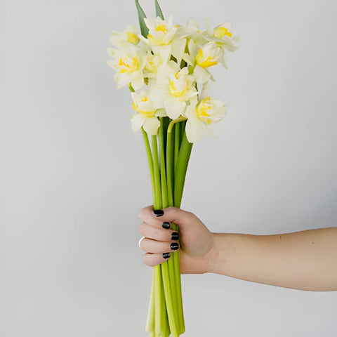 Double Rays of Sunshine Daffodils
