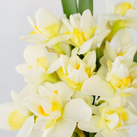 Double Rays of Sunshine Daffodils