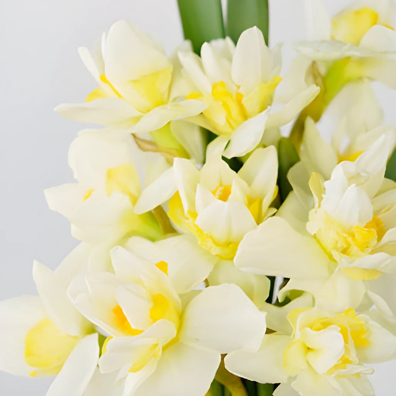 Double Rays of Sunshine Daffodils