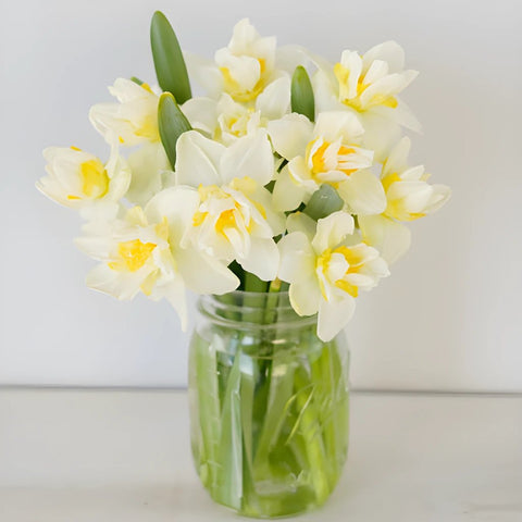 Double Rays of Sunshine Daffodils