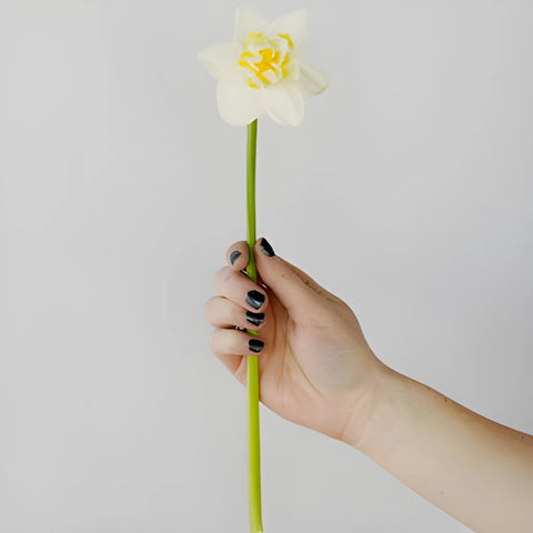 Double Rays of Sunshine Daffodils