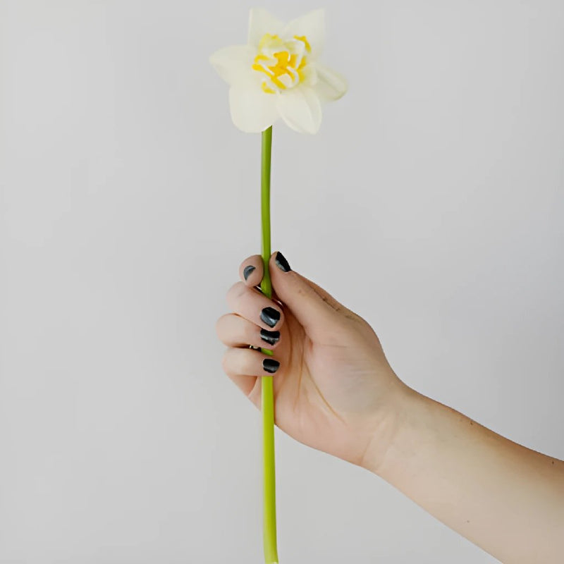 Double Rays of Sunshine Daffodils