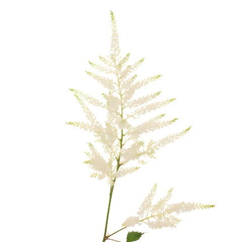 White Astilbe Flower May to October