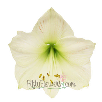 Amaryllis White Bulk Flower