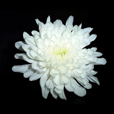 Zembla Cremon White Flower