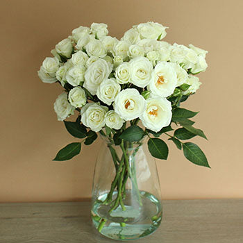 White Spray Rose Viviane Bunch in Vase