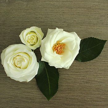 White Spray Rose Viviane Flat Lay