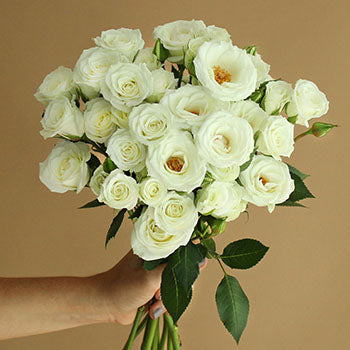 White Spray Rose Viviane Bunch in hand