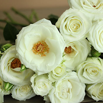 White Spray Roses Viviane Close up