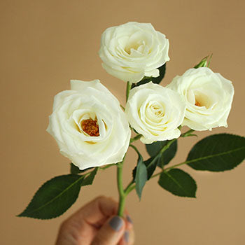 White Spray Rose Viviane Stem in hand