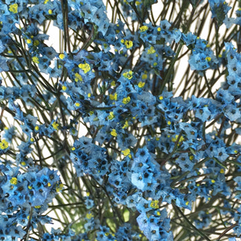 Capri Blue Limonium Airbrushed Filler Flowers