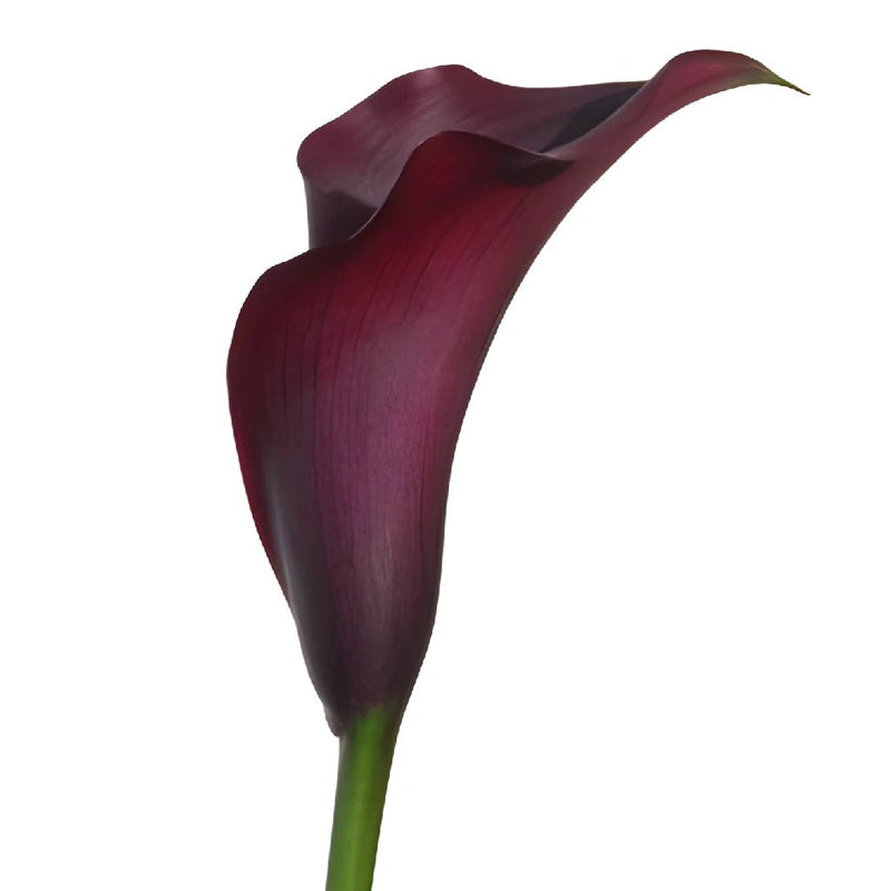 Deep Purple Wine Bulk Mini Calla Lilies