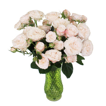 Wispy Pink Bulk Spray Rose