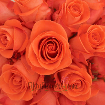 Wow Salmon Orange Bulk Rose