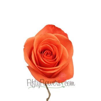Wow Salmon Orange Bulk Rose