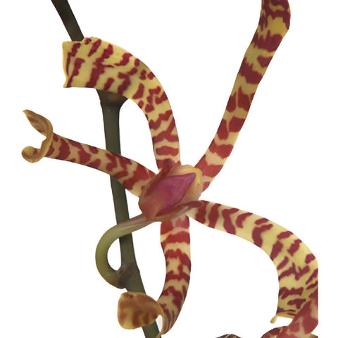 Yellow Pink Tiger Aranthera Orchids