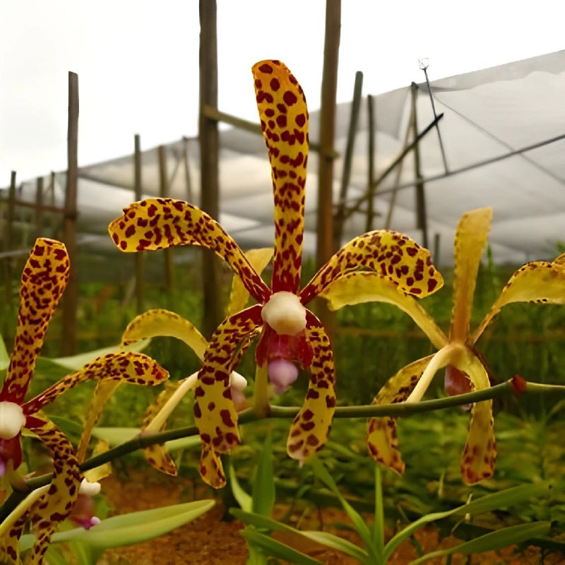 Yellow Leopord Aranda Orchids