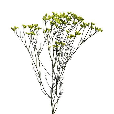 Yellow Limonium Flower