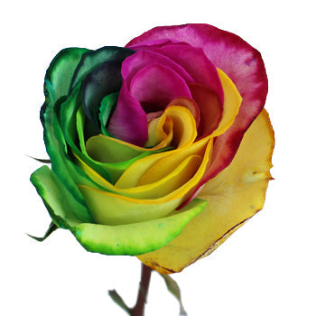 Yellow, Pink and Green Rainbow Roses