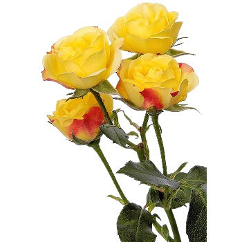 Yellow with Red Accents Spray Roses