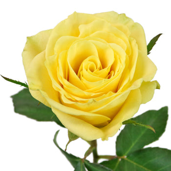 Yellow Meringue Sweetheart Roses