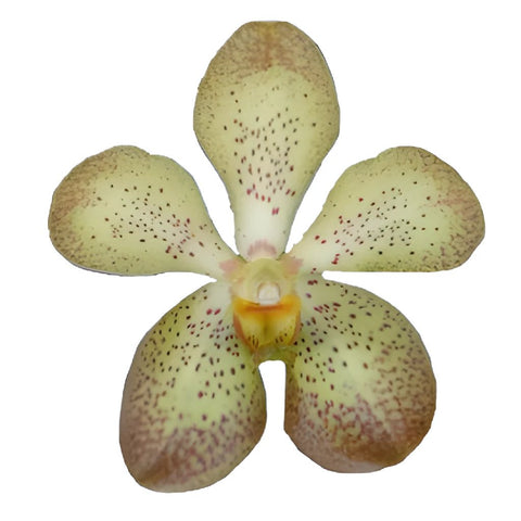 Giant Yellow Mokara Orchids
