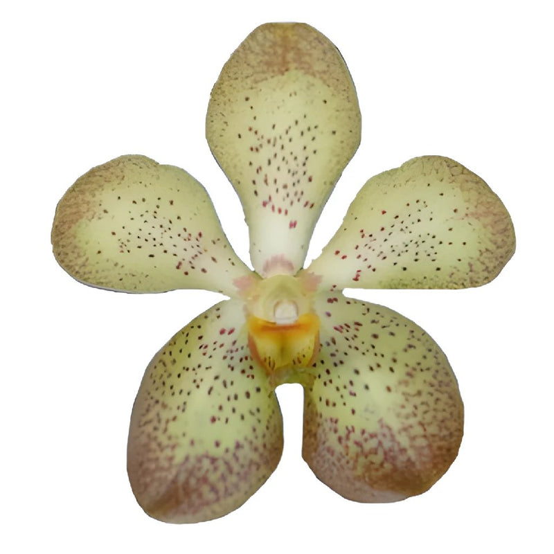 Giant Yellow Mokara Orchids