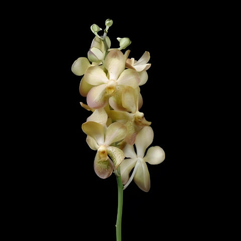 Giant Yellow Mokara Orchids