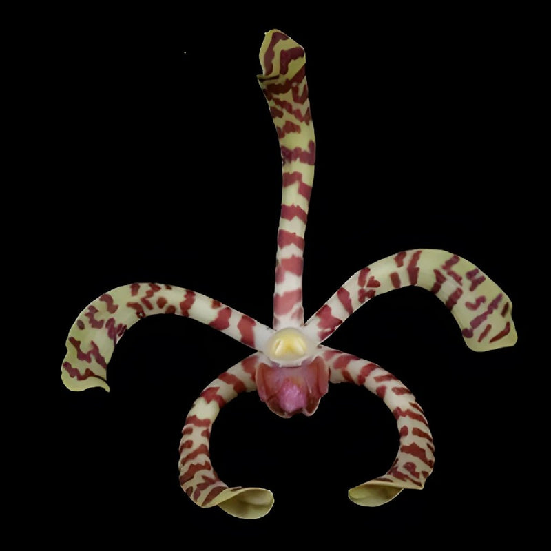 Yellow Pink Tiger Aranthera Orchids