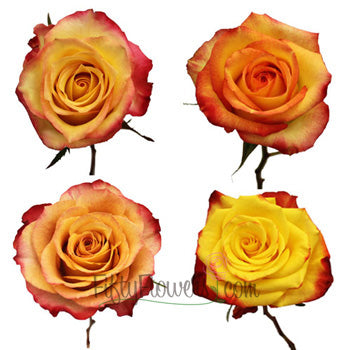 Yellow with Red Edge Roses