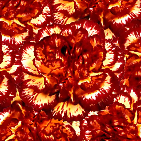 Yellow with Burgundy Fresh Carnations
