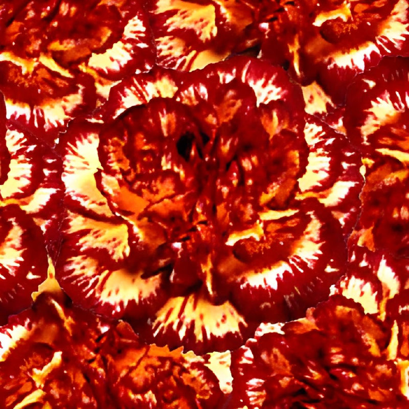 Yellow with Burgundy Fresh Carnations