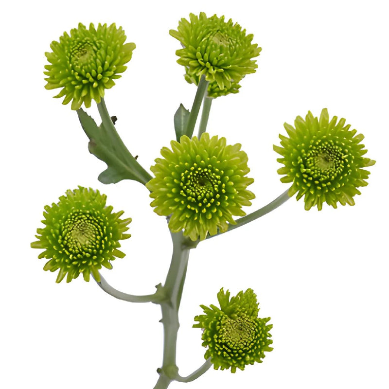 Yoko Ono Mini Button Pom Green Flower