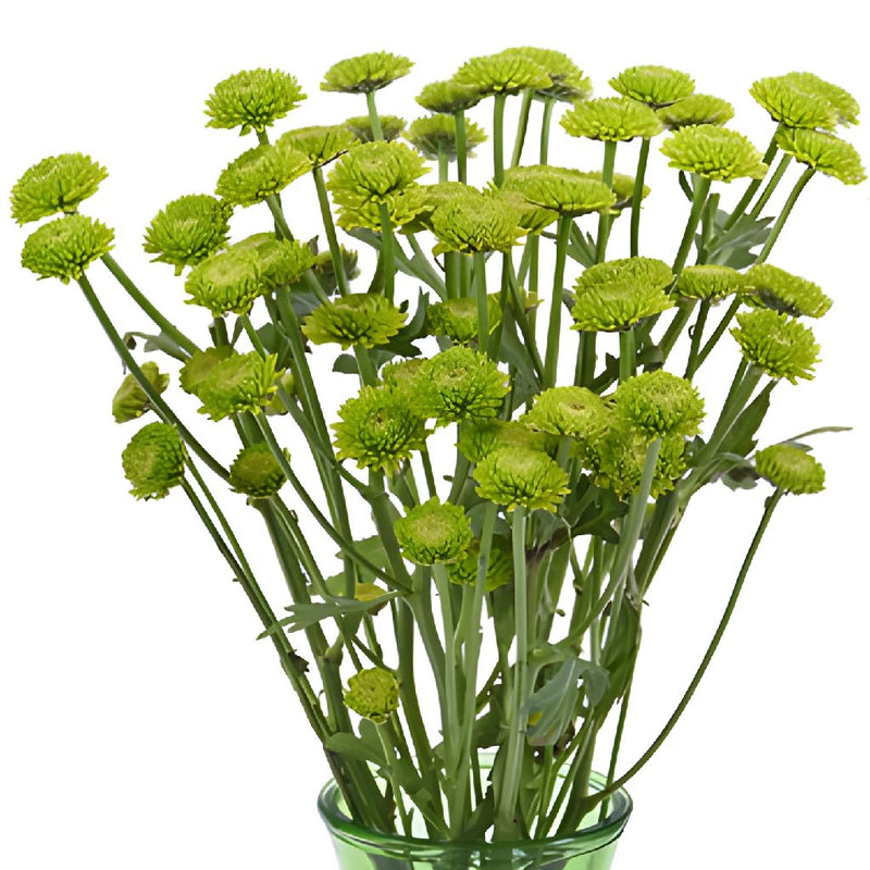 Yoko Ono Mini Button Pom Green Flower