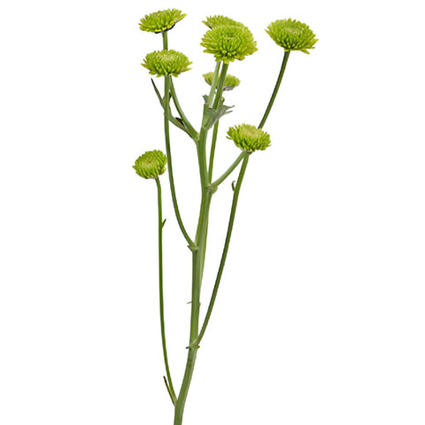 Yoko Ono Mini Button Pom Green Flower