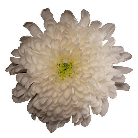Zembla Cremon White Flower