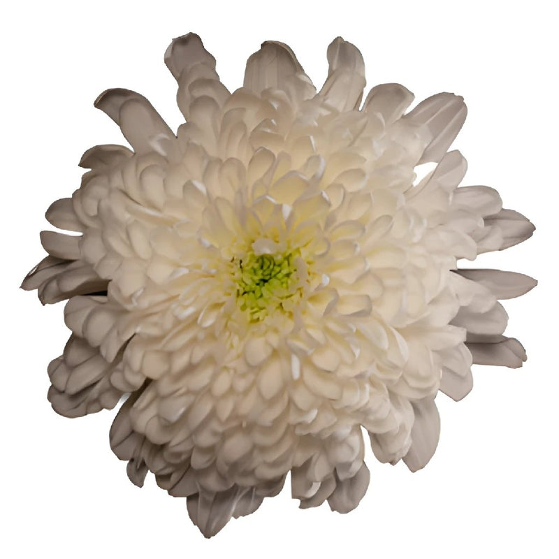 Zembla Cremon White Flower