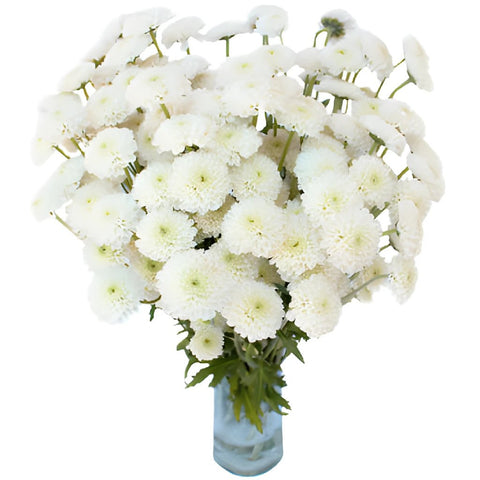 Zip Mini Button Pom White Flower