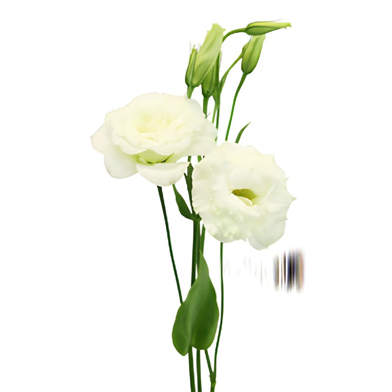 Alissa White Lisianthus Wholesale Flower Stem