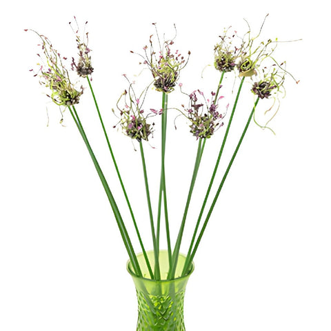 Modern Violet Allium Flowers