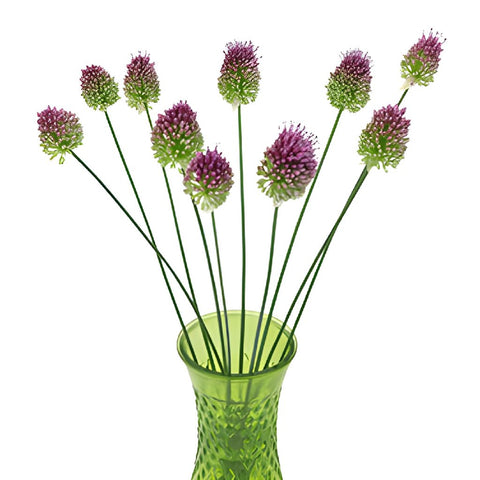 Allium Unique Flower Bloom