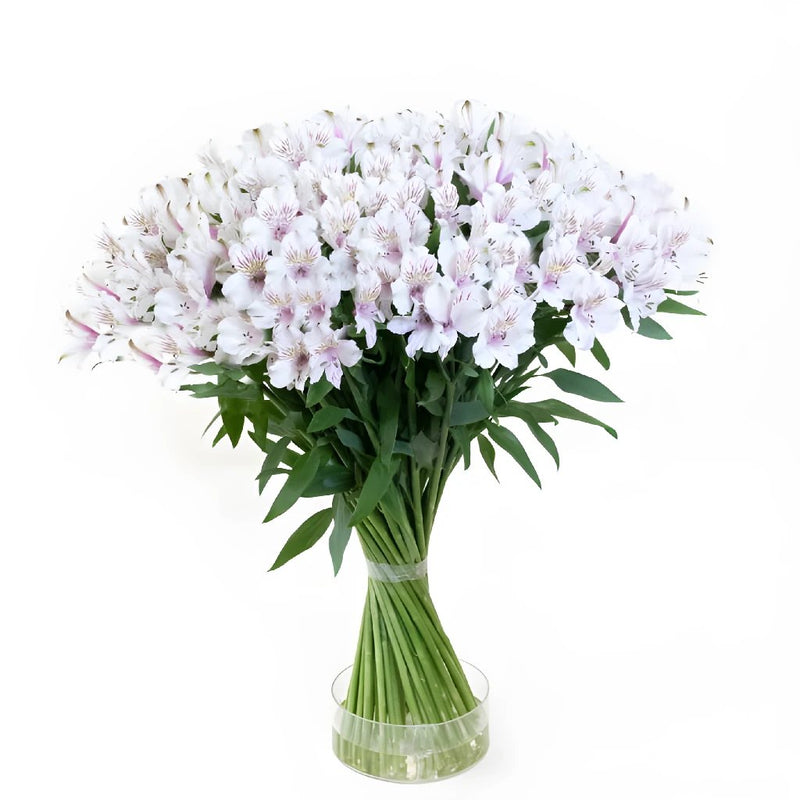 Spiral Alstroemeria White in Vase