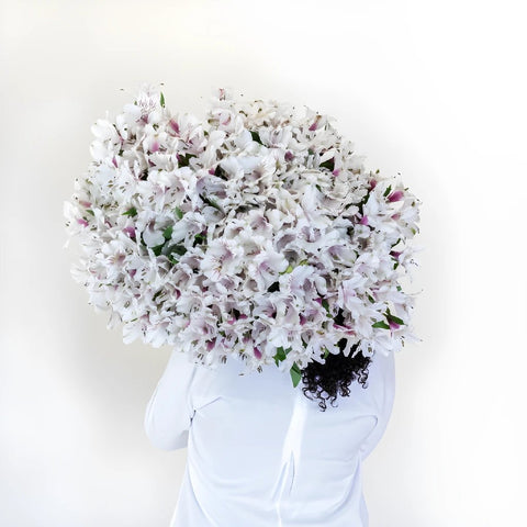 Spiral Alstroemeria White Back