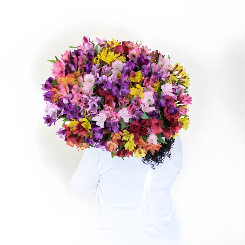 Spiral Alstroemeria Multicolor Back