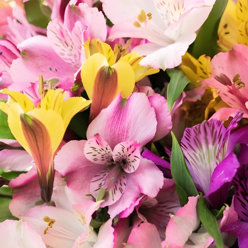 Spiral Alstroemeria Multicolor Up Close