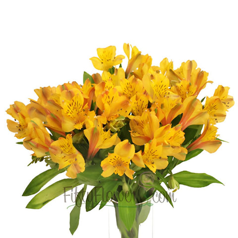 Yellow Peach alstroemeria Wholesale Flower In a vase
