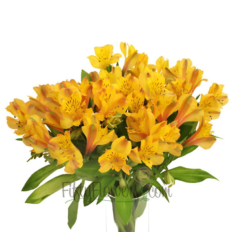 Yellow Peach alstroemeria Wholesale Flower In a vase