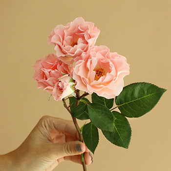 Anastasia Pink Spray Rose Stem