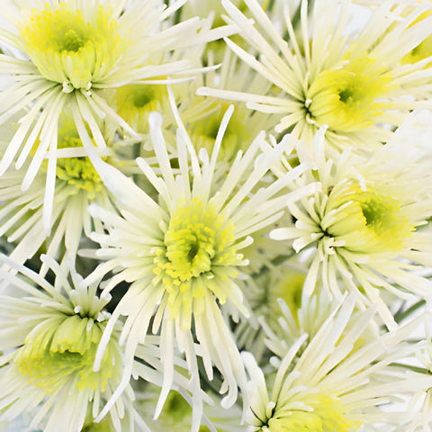 Starlight White Novelty Flower