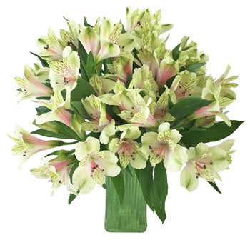 Antique Blush Alstroemeria Flower in a Vase